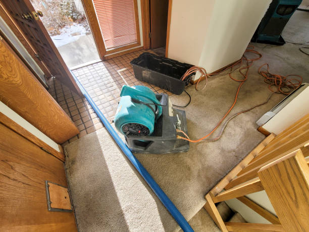 Best Local water damage restoration  in Muscle Shos, AL