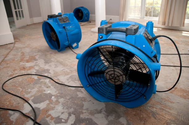 Best Mold removal after water damage  in Muscle Shos, AL
